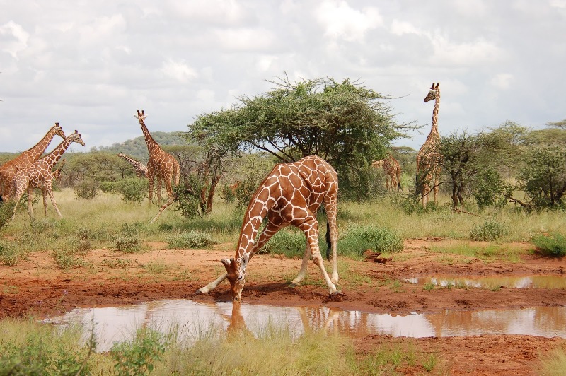 Giraffe stretching
