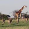 Beautiful giraffes  with lions