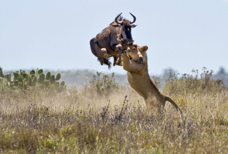 Wildebeest Escapes Lion